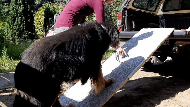 Auch für arthrotische Hunde (14 Jahre junger Herr) sehr sicher